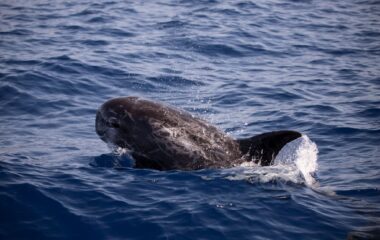 Grampus griseus
