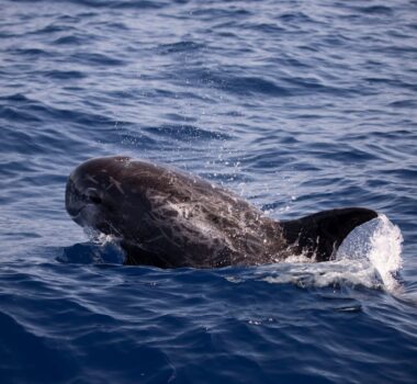 Grampus griseus