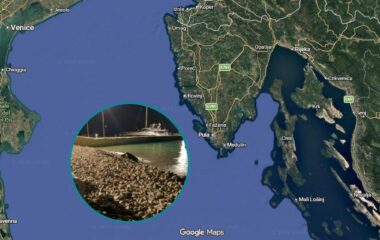 Sea turtle non-nesting emergence